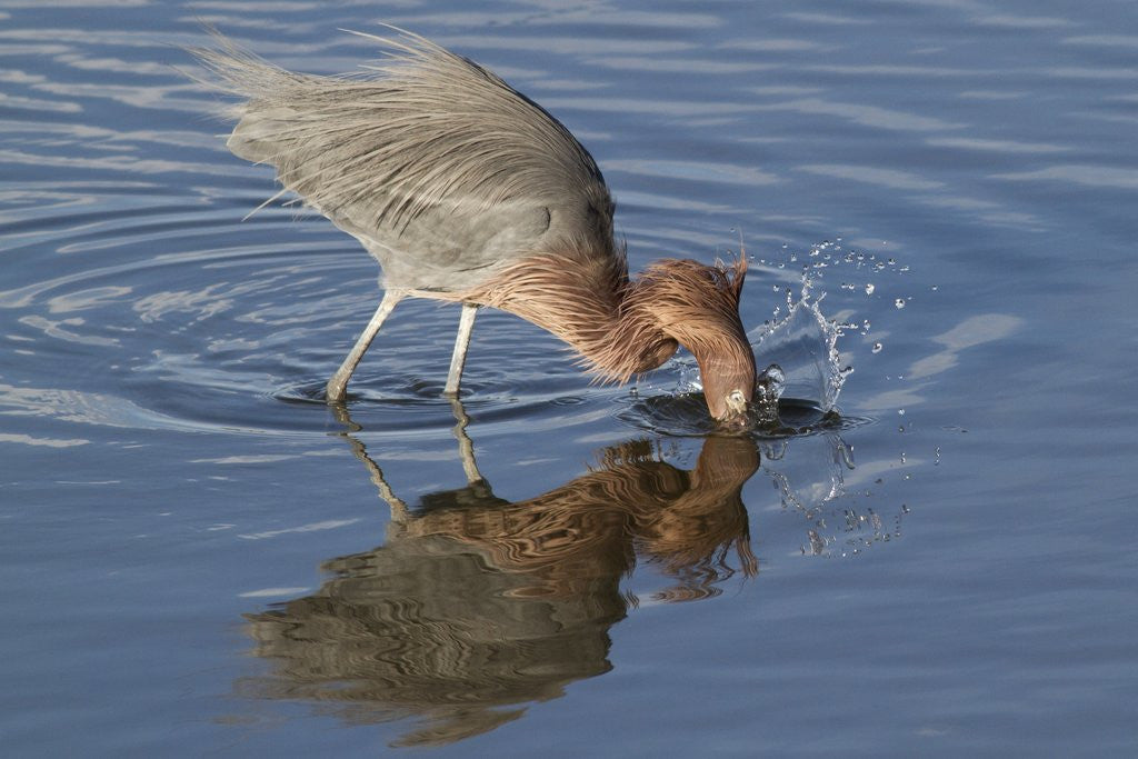 Detail of Hunting Reddish Egret strikes the water by Corbis