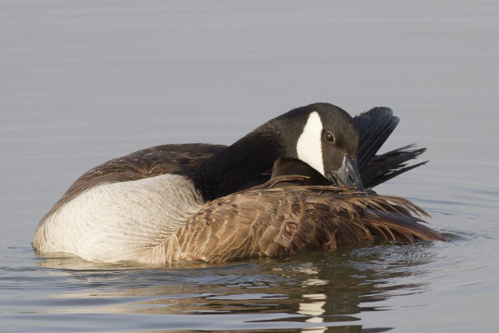 Detail of Canada Goose grooming its feathers by Corbis