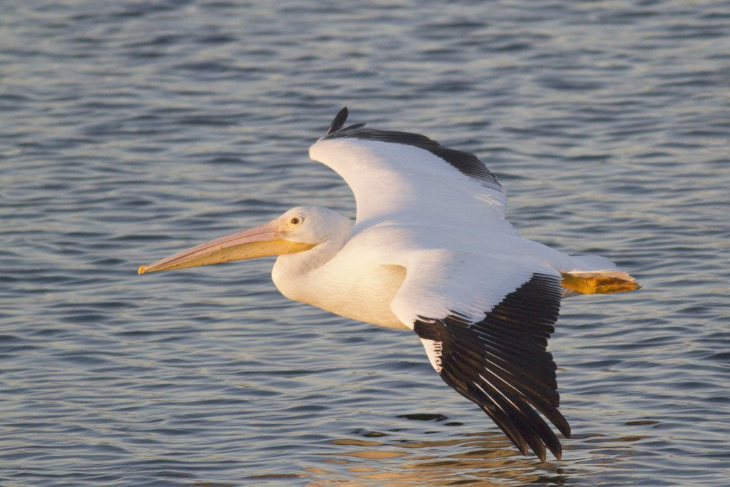 Detail of American White Pelican flying by Anonymous