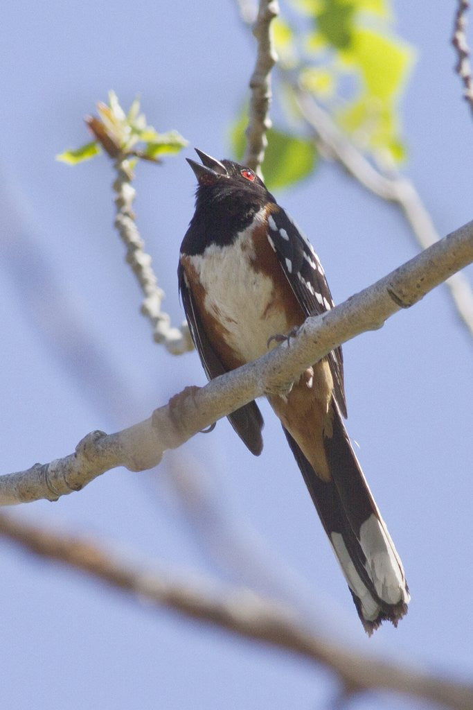 Detail of Spotted Towhee calling by Anonymous