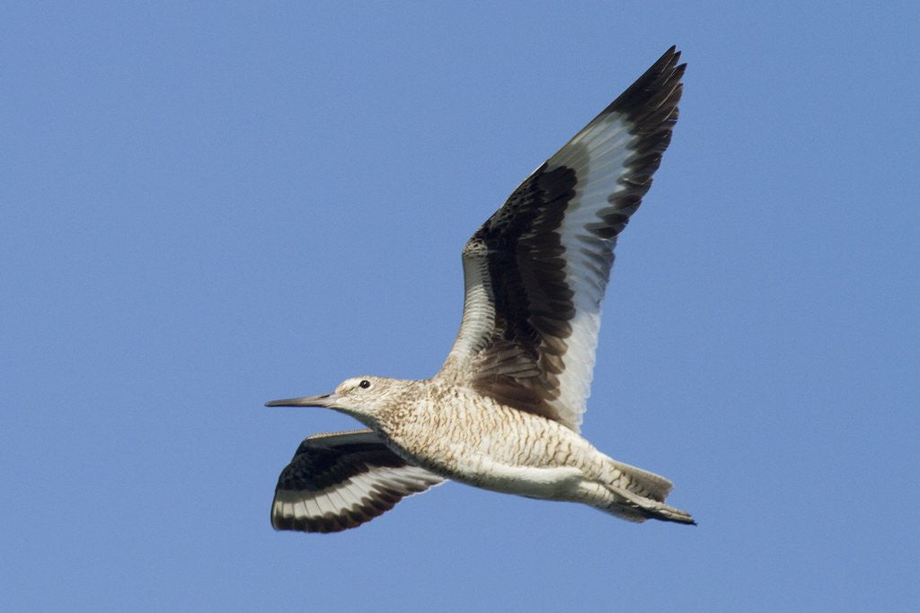 Detail of Willet flying by Anonymous