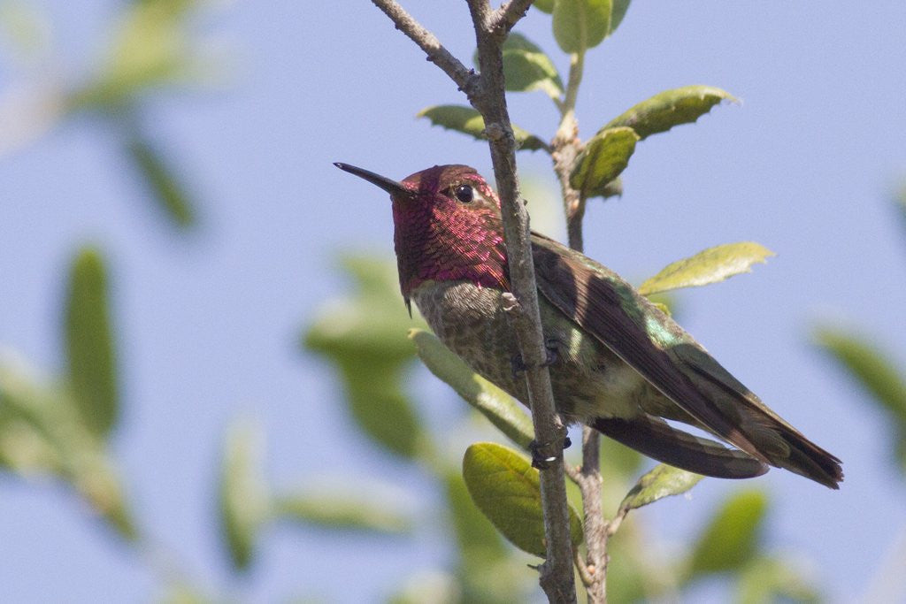 Detail of Anna's Hummingbird by Anonymous