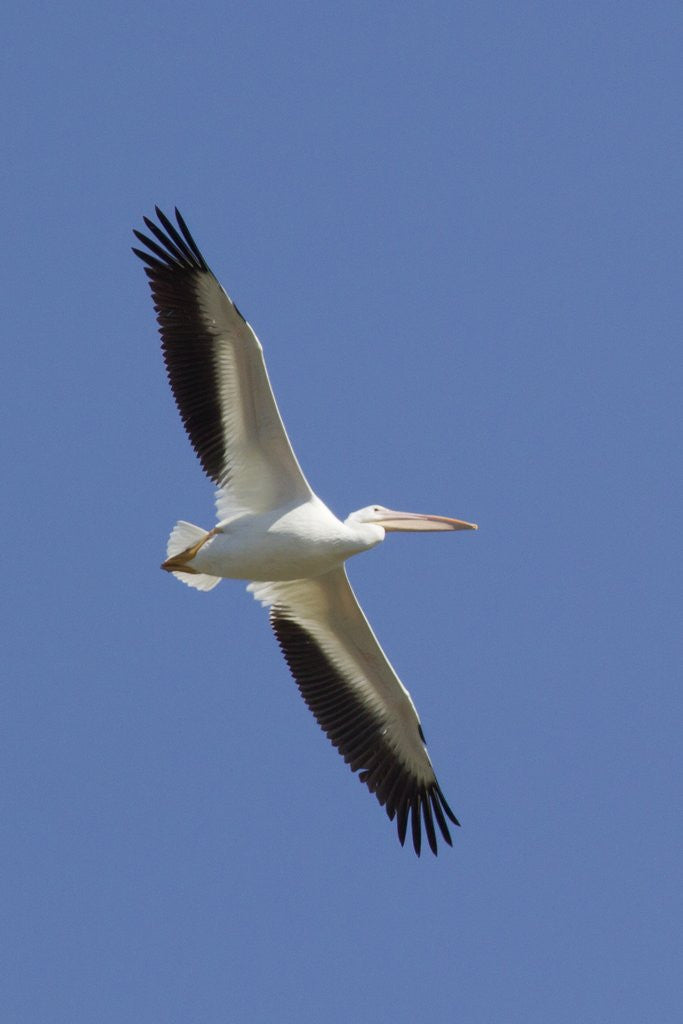 Detail of American White Pelican flying by Anonymous