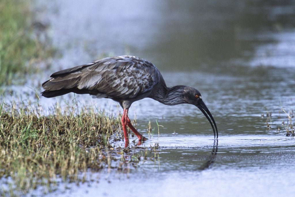 Detail of Plumberous Ibis by Anonymous