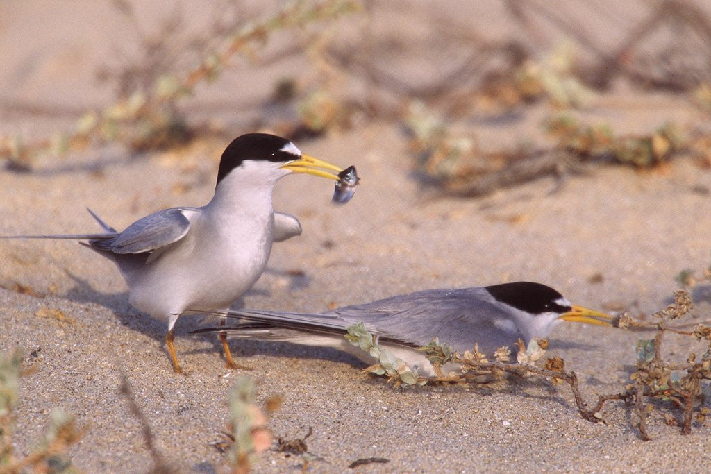 Detail of California Least Tern males offers a fish to lure a female by Anonymous