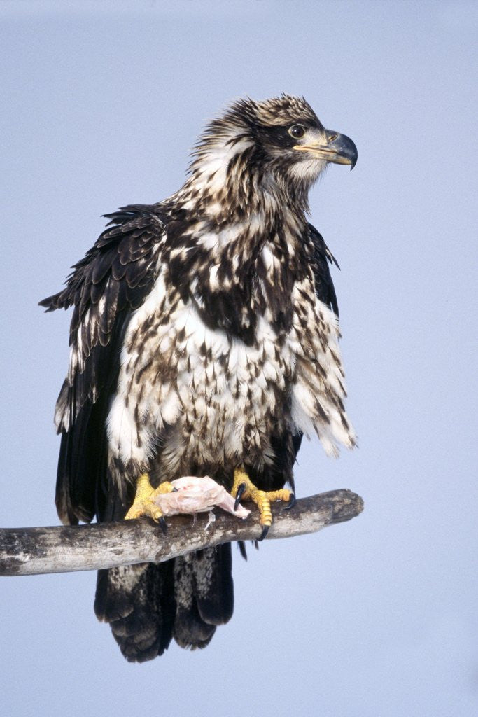 Detail of Immature Bald Eagle with a fish by Anonymous