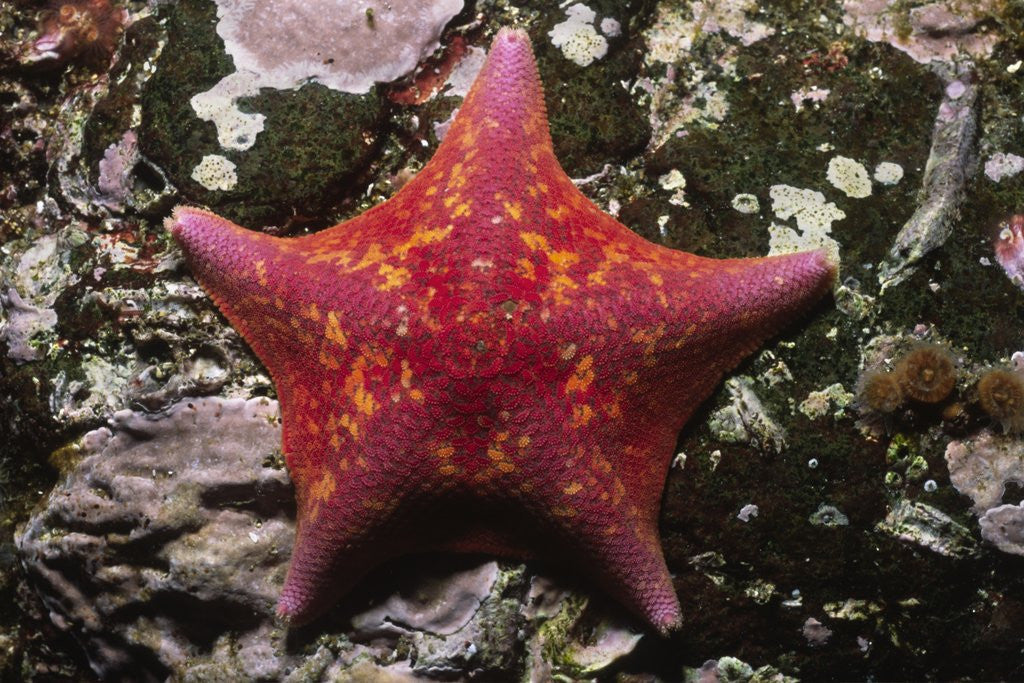 Detail of Bat Star by Anonymous