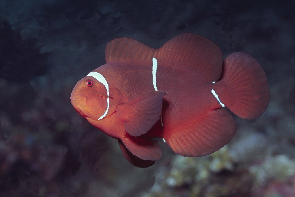 Detail of Female Spinecheek Anemonefish by Anonymous