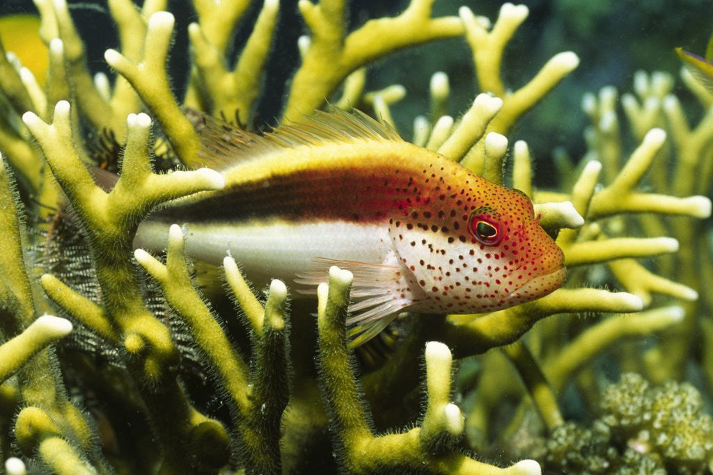Detail of Freckled Hawkfish by Anonymous
