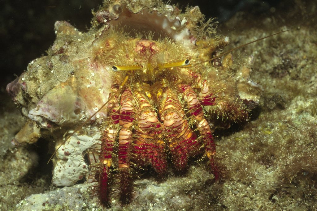 Detail of Red-Banded Hermit Crab by Anonymous
