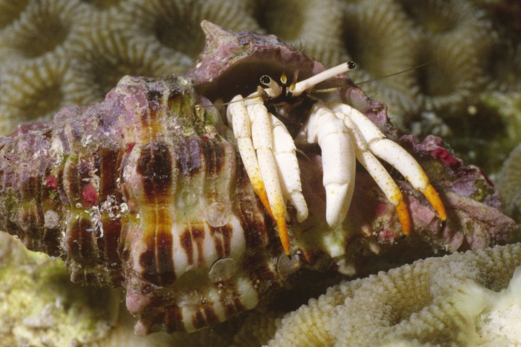 Detail of Small White Hermit Crab by Anonymous