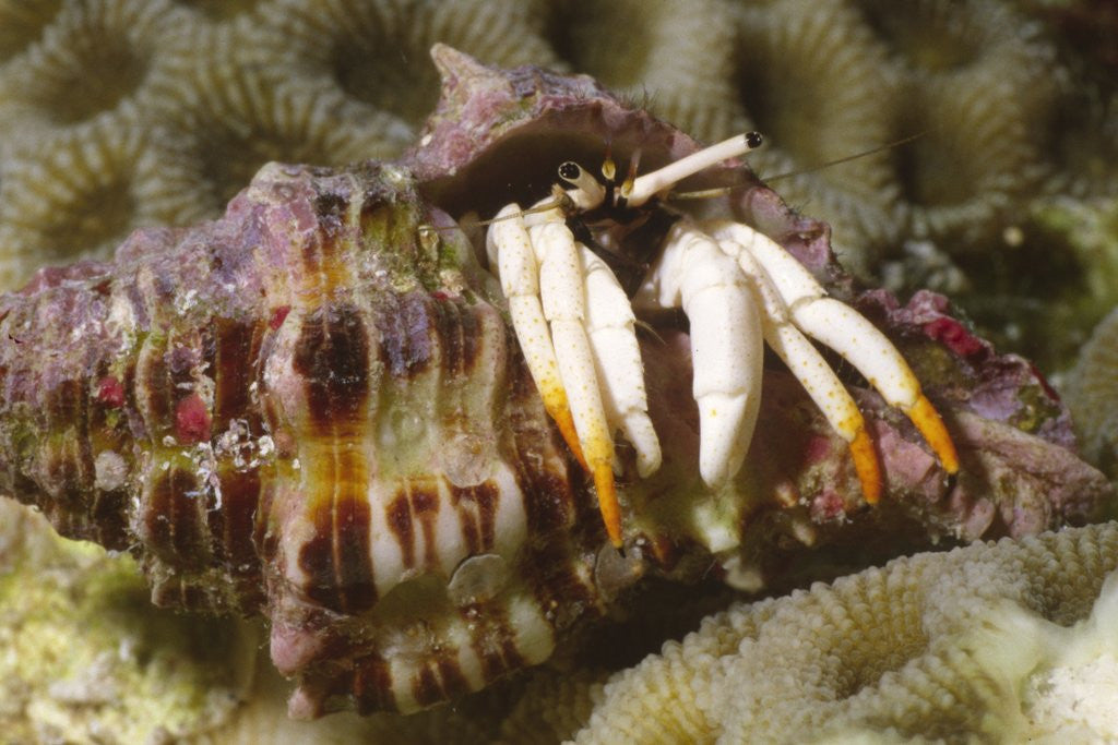 Detail of Small White Hermit Crab by Corbis