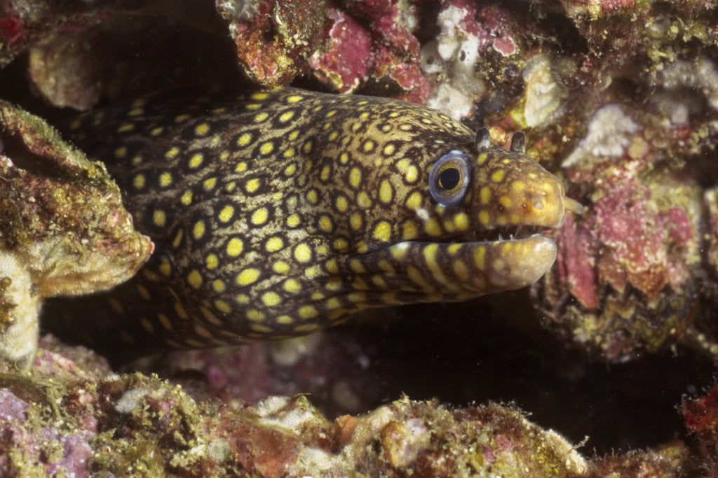 Detail of Jewel Moray Eel by Anonymous