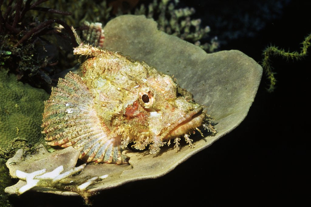 Detail of Smallscale Scorpionfish by Anonymous