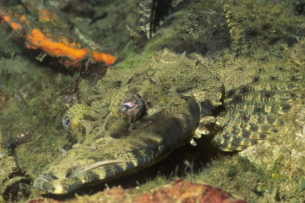 Detail of Crocodile Flathead by Anonymous