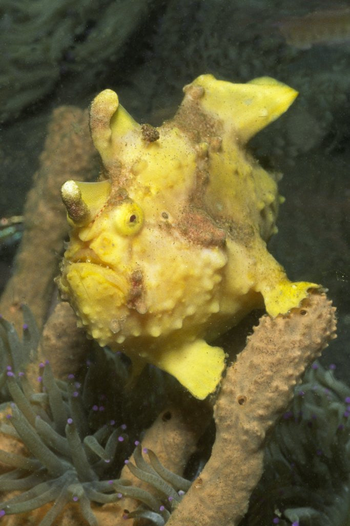 Detail of Warty Frogfish by Anonymous