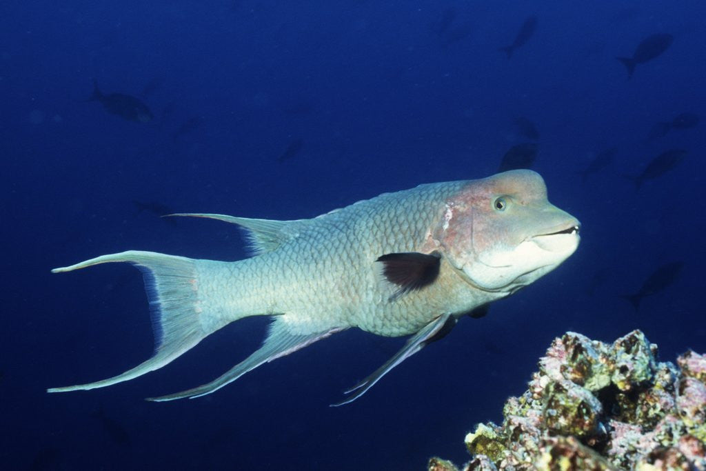 Detail of Streamer Hogfish suprmale by Anonymous