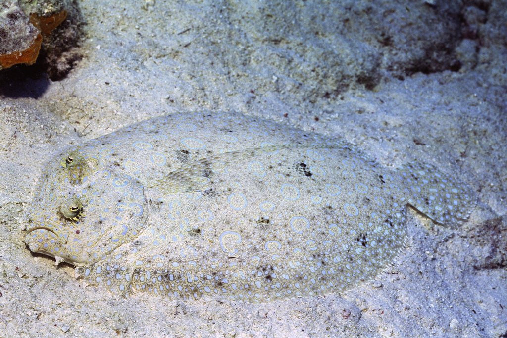 Detail of Peacock Flounder by Anonymous