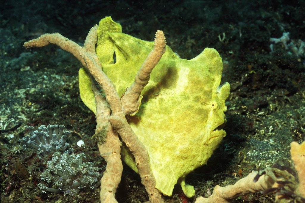 Detail of Giant Frogfish by Anonymous