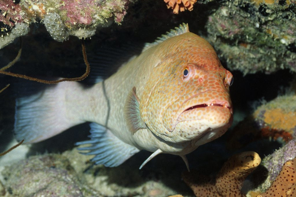 Detail of Tiger Grouper by Anonymous