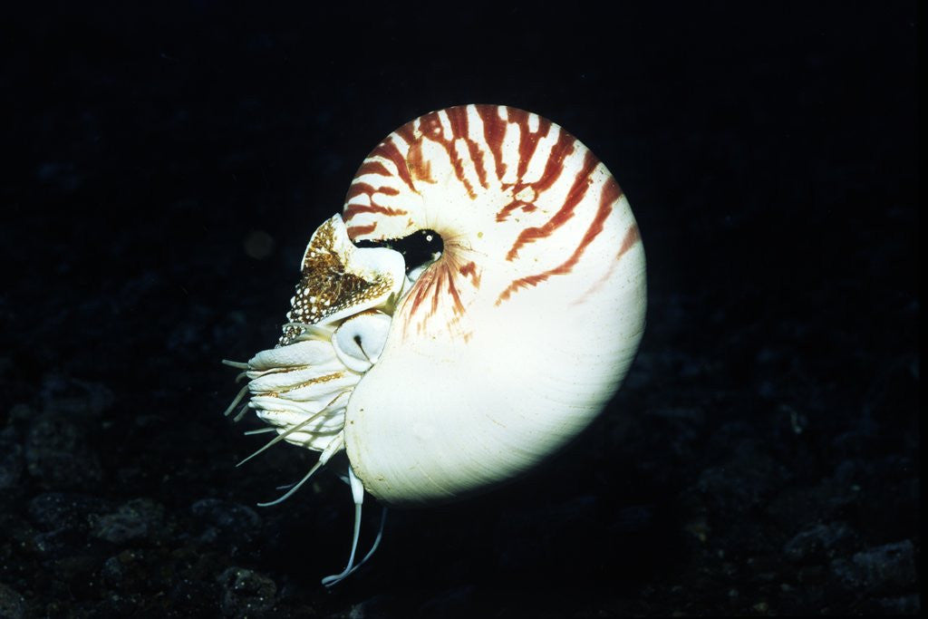 Detail of Chambered Nautilus by Anonymous
