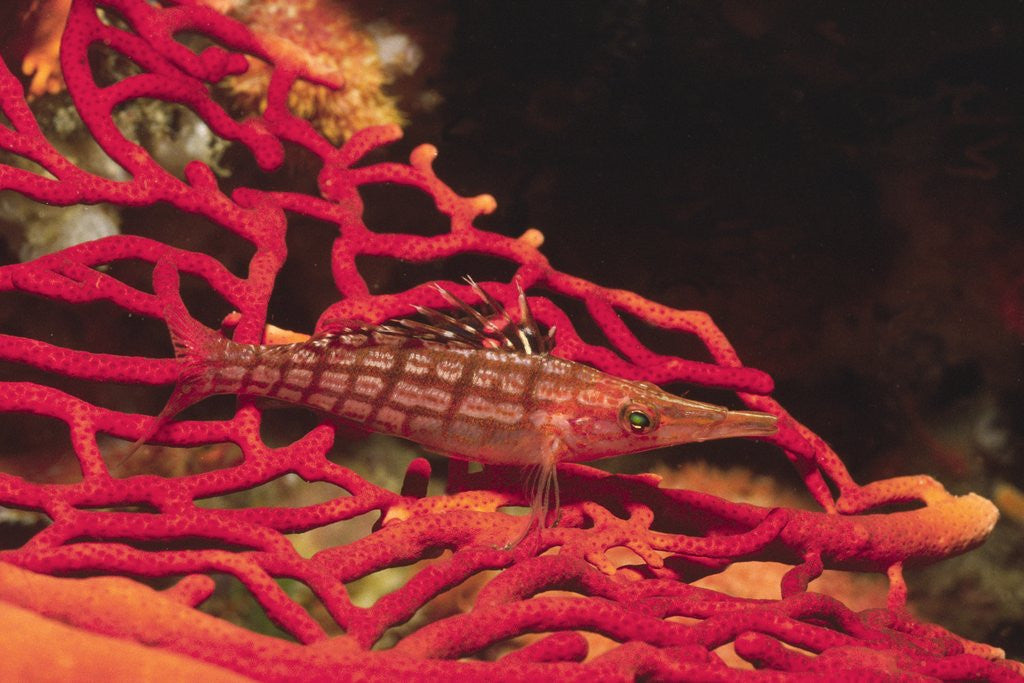 Detail of Longnose Hawkfish by Anonymous