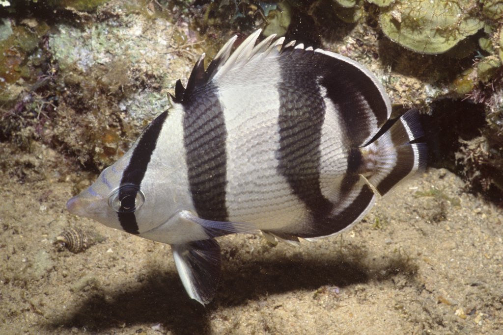 Detail of Banded Butterflyfish by Anonymous