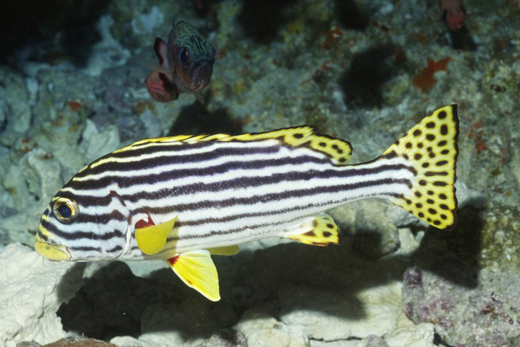 Detail of Oriental Sweetlips by Anonymous