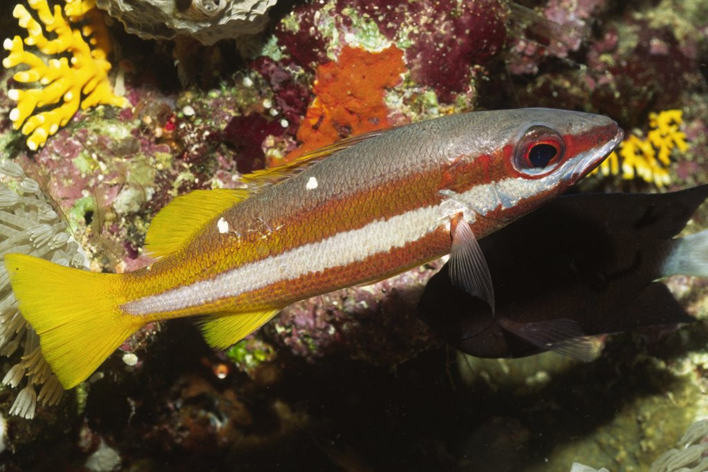 Detail of Two-Spot Snapper by Anonymous