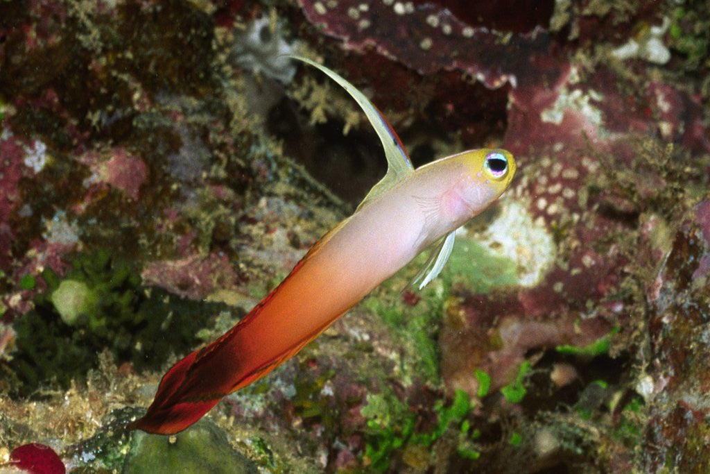 Detail of Fire Dartfish by Anonymous