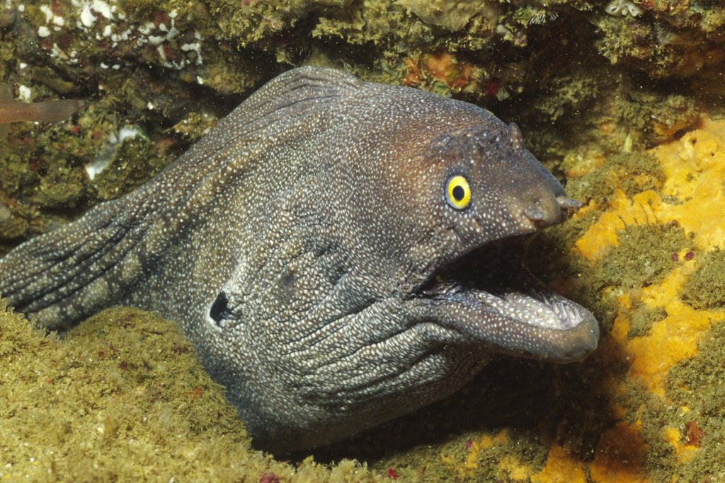 Detail of Fine-Spotted Moray Eel by Anonymous