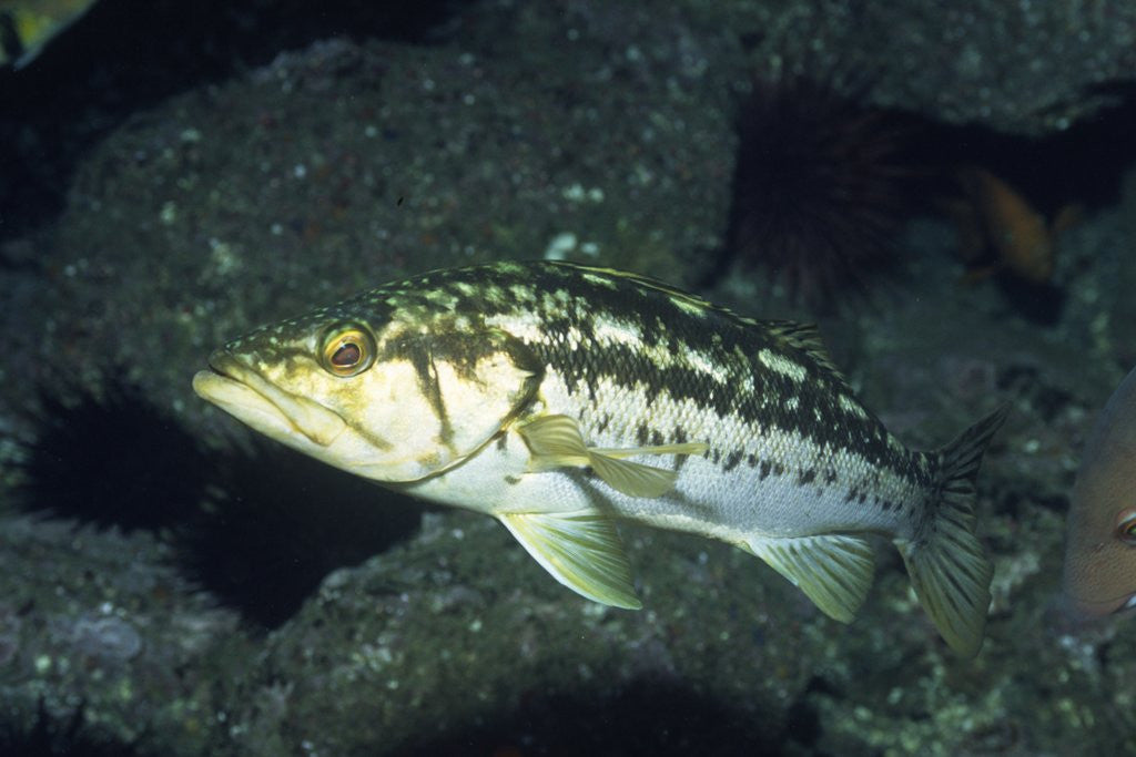 Detail of Kelp Bass by Anonymous