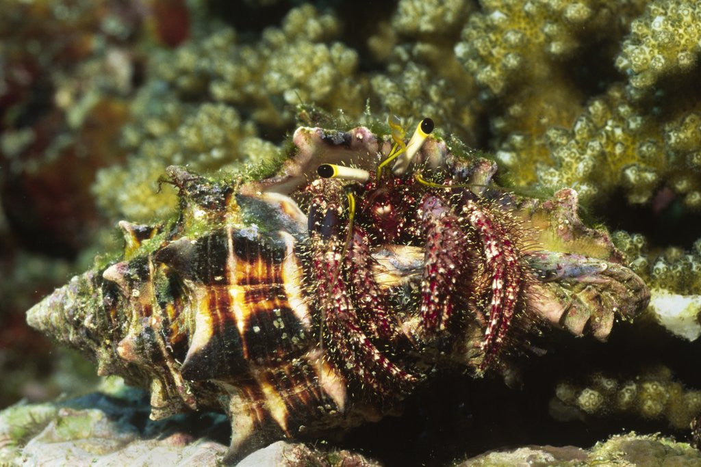 Detail of Dark Knee Hermit Crab by Anonymous