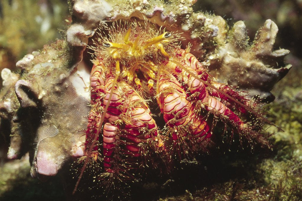 Detail of Hermit Crab by Anonymous