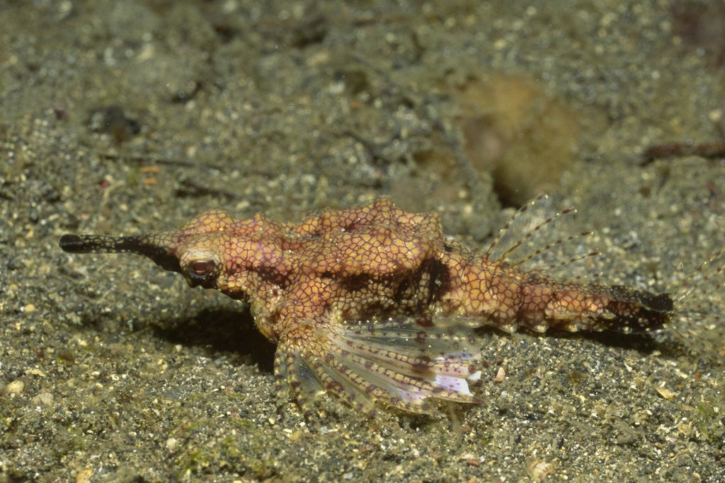Detail of Dragon Sea Moth by Anonymous