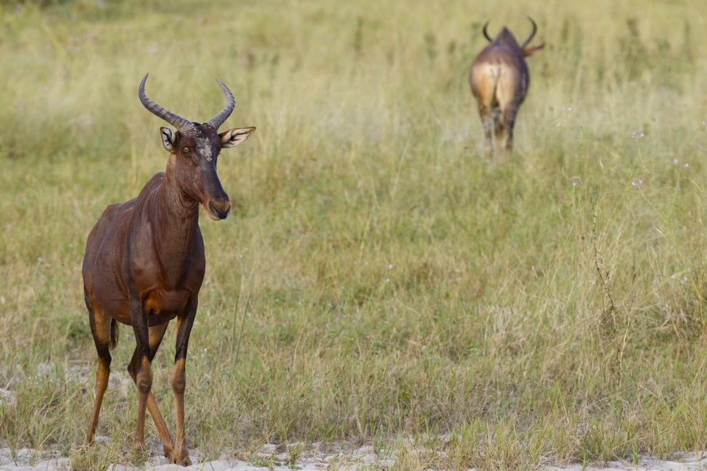 Detail of Tsessebe by Anonymous