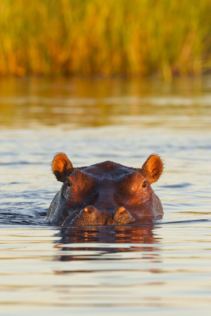 Detail of Hippopotamus in water by Anonymous