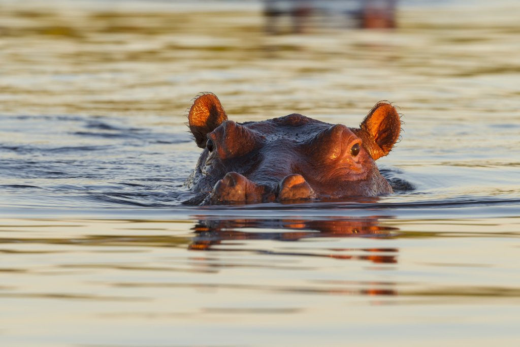 Detail of Hippopotamus in water by Anonymous