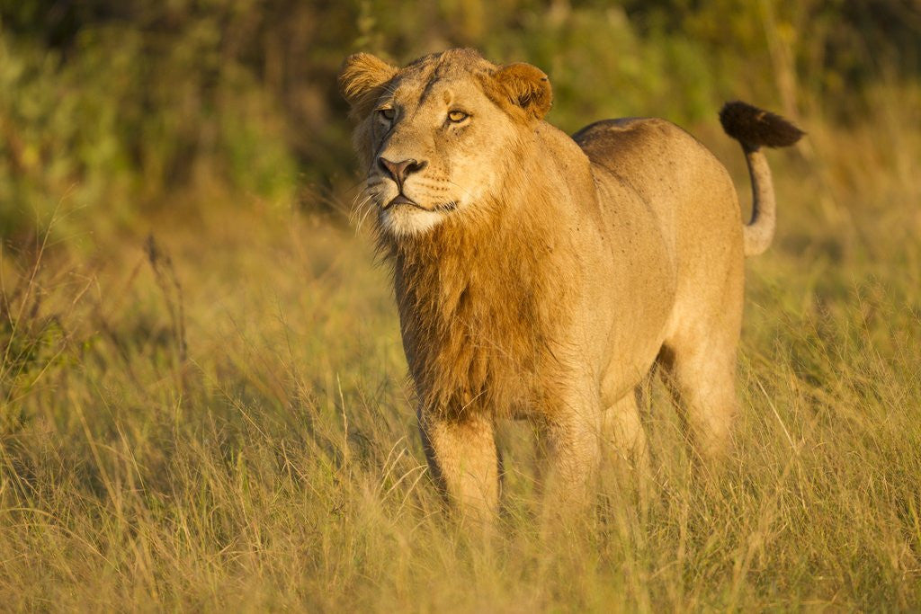 Detail of Young Male Lion by Anonymous