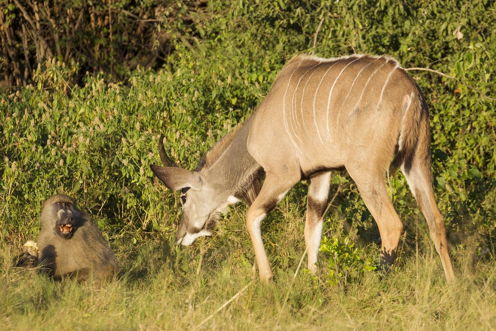 Detail of Kudu stealing fruit from a baboon by Anonymous