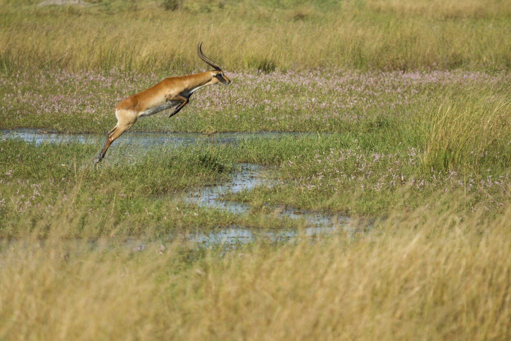 Detail of Southern lechwe jumping by Anonymous