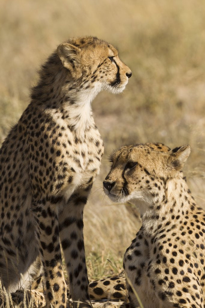 Detail of Cheetahs by Anonymous