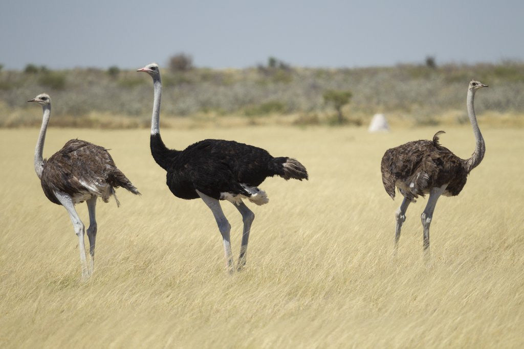 Detail of Ostriches by Anonymous
