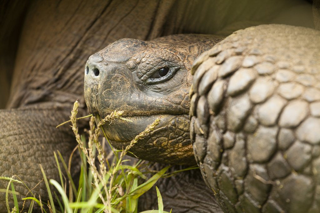 Detail of Galapagos giant tortoise by Anonymous