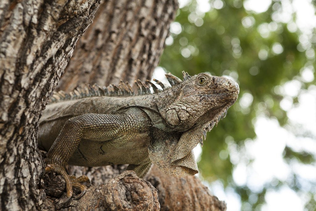 Detail of Iguana by Anonymous