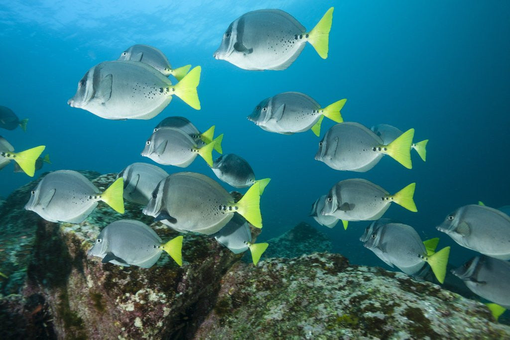 Detail of School of yellow tail surgeonfish by Corbis