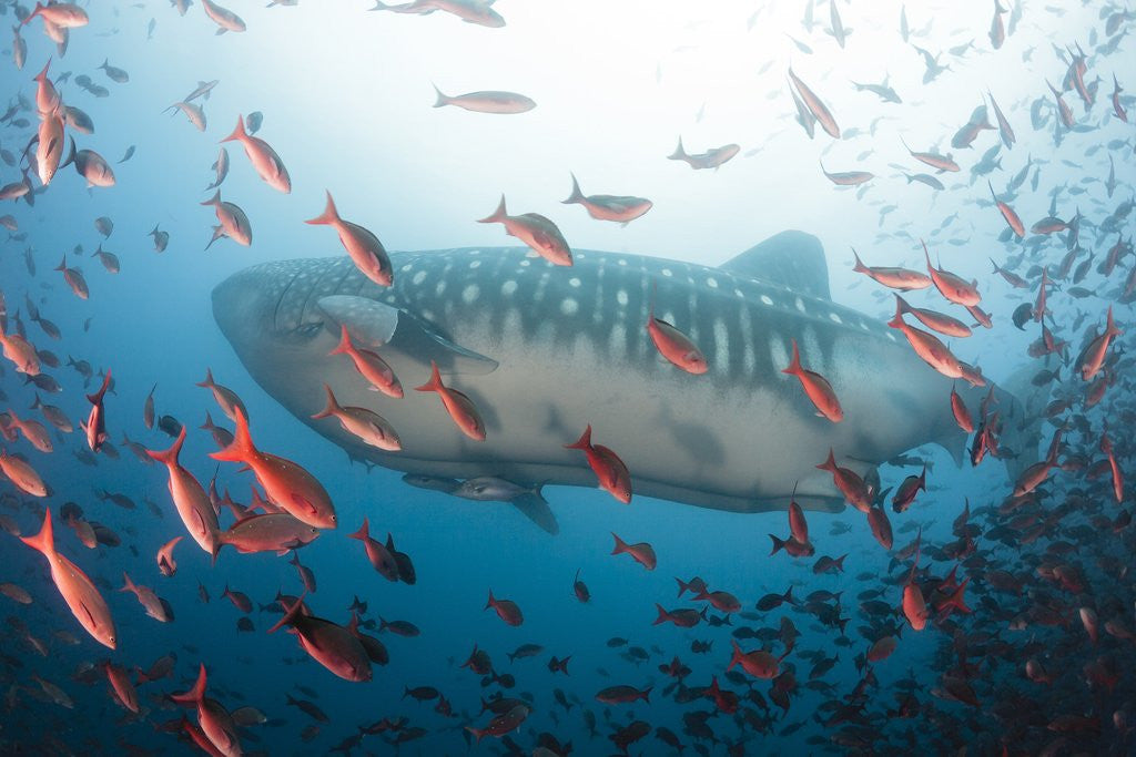 Detail of Whale shark by Anonymous