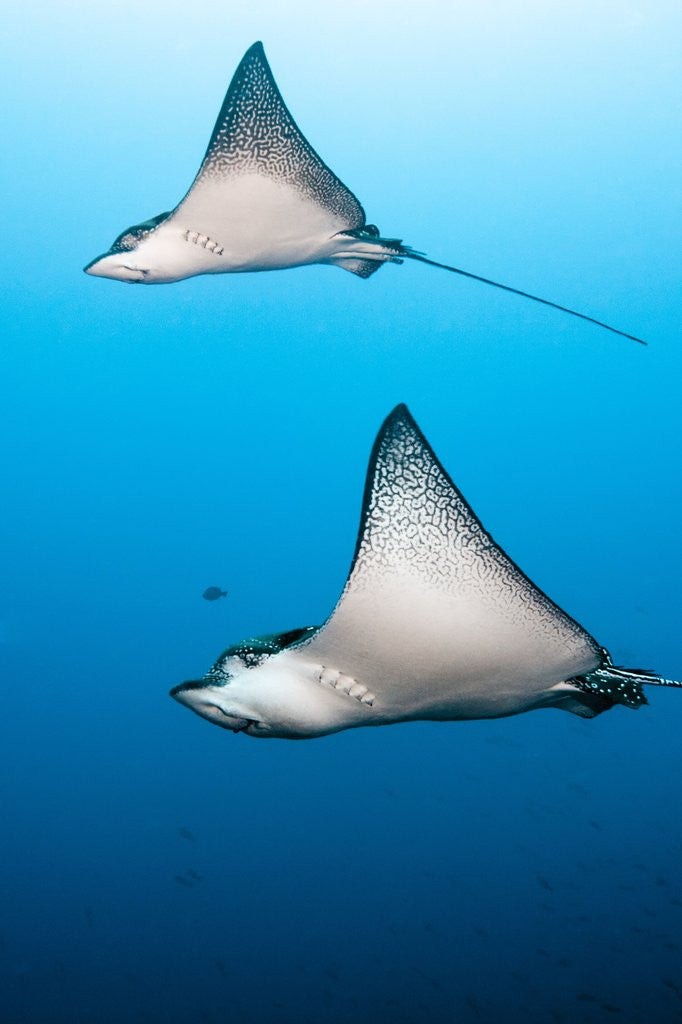 Detail of Spotted eagle rays by Anonymous