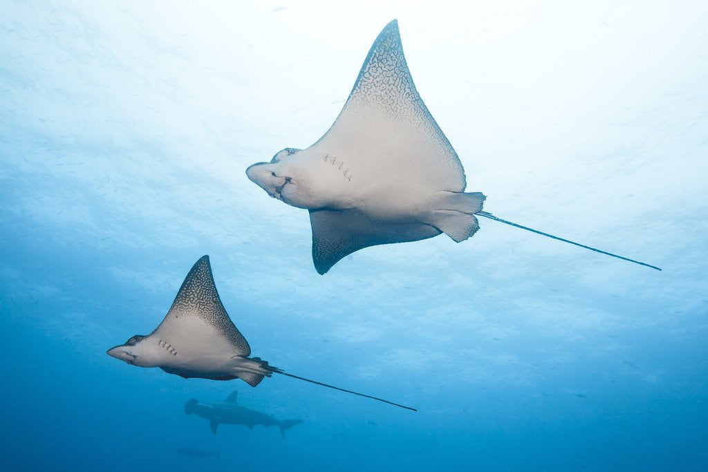 Detail of Spotted eagle rays by Anonymous