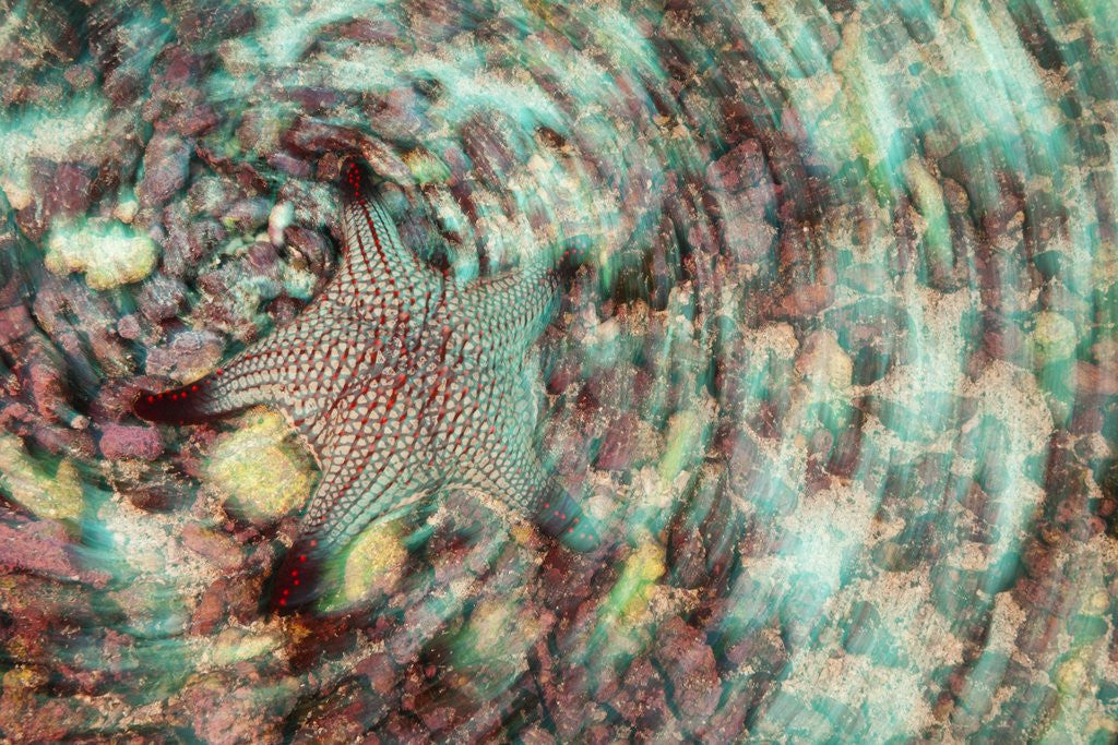 Detail of Cushion star by Anonymous